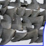 Saisie de 1,600 tonne d&rsquo;ailerons de requin à Kébémer