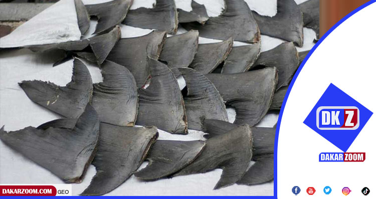 ailerons de requin