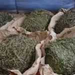 Trafic de drogue : deux suspects arrêtés après la saisie de 667 kg de chanvre indien