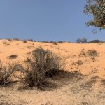 Lompoul étouffe sous la poussière du zircon : au cœur des ravages de GCO sur l’environnement et les vies