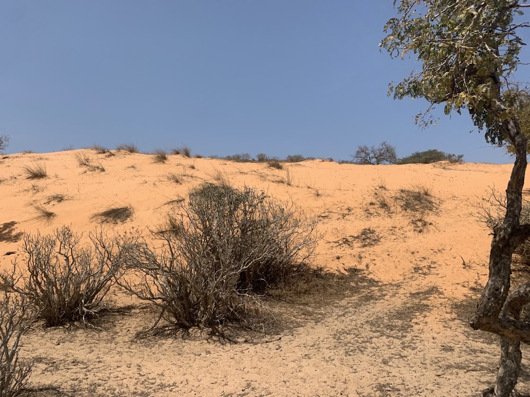 Lompoul étouffe sous la poussière du zircon : au cœur des ravages de GCO sur l’environnement et les vies