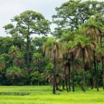 Météo du Sénégal – Mardi 11 novembre 2025 : chaleur modérée, ciel nuageux sur l’ensemble du pays